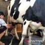 Wabah PMK Tak Pengaruhi Permintaan Susu Sapi di Kudus, Sehari Bisa Hasilkan 180 Liter