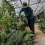 Kembangkan Urban Farming di DKI Jakarta Melalui Gerakan Jumat Menanam