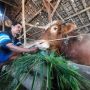 Bolehkah Konsumsi Daging Sapi dan Kerbau yang Terpapar Virus PMK? Ini Penjelasannya