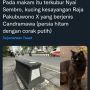 Nisan Mini di Tepi Jalan Sukoharjo-Solo Diungkap Warganet, Ternyata Kuburan Kucing Raja Pakubuwono X