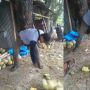 Diduga Dagangannya Tak Laku, Aksi Pria Banting Buah-buahan di Pinggir Jalan Jadi Sorotan