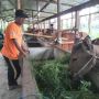 Ratusan Sapi di Lombok Timur Tertular PMK, Drh Hultatang: Sapi Diobatin 7 Hari, Insyaallah Bisa Sembuh