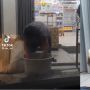 Viral Video Pria Kais Makanan dari Tempat Sampah, Netizen: Enggak Tega Banget