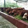 16 Sapi di Sumsel Terjangkit PMK, Ini Lokasi Persebarannya