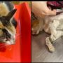 Viral Tukang Tambal Ban Siksa dan Sodomi Kucing, Netizen: Dubur Berdarah, Muka Penyok Dibanting!