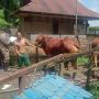 46 Ekor Sapi di Balai Karantina Kelas 1 Pontianak Positif PKM, Kapolsek Sungai Raya Turunkan Personil untuk Edukasi