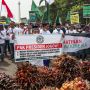 Tolak Ekspor Minyak Goreng, Para Petani Kelapa Sawit Demo