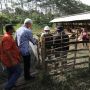 Tenang! Daerah Terdeteksi PMK dapat Bantuan, Ganjar: Peternaknya Kita Dampingi