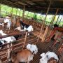 Bukan PMK, Tiga Kambing Milik Warga Ciamis Mati Terkena Penyakit Ini