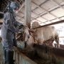 Wabah PMK Jangan Sampai Ganggu Hari Raya Iduladha, Kementan Ungkap SOP Pemotongan Hewan Kurban yang Halal dan Sehat