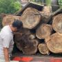 Pencuri Kayu di Hutan Lindung Ponorogo Terciduk, Terancam 5 Tahun Penjara