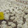 Harga Daging Ayam di Bintan Naik Rp40 Ribu Per Kilo