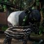 Koleksi Hewan Tapir di Kebun Binatang Bandung Bertambah