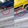 Viralkan Kura-kura Menyeberang Jalan Hampir Terlindas Mobil, Perekam Video Tuai Hujatan