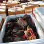 Luar Biasa! Balikpapan Bakal Ekspor Kepiting ke China Sebanyak 5 Ton, Nilainya Capai Rp 1 Miliar