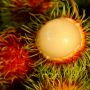 5 Manfaat Rambutan untuk Kesehatan, Juga dapat Menurunkan Berat Badan!