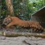 Cara Mengakhiri Praktik Eksploitasi Harimau sebagai Tontonan Wisatawan di Kebun Binatang AS