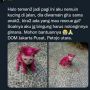 Viral, Kucing Kecil ini Diwarnai Jadi Pink, Netizen Geram!