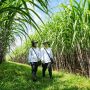 PTPN Group Siap Beli Gula Kristal Putih Petani dengan Harga Rp 11.500/Kg