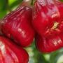 5 Manfaat Jambu Air Merah untuk Ibu Hamil yang Jarang Diketahui
