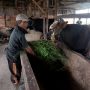 Cara Ampuh Cegah Penyakit Mulut dan Kaki, Peternak Sapi dan Kambing di Mempawah Gunakan Obat Tradisional Ini