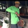 Harga TBS Murah, Petani di Kubu Raya Jadikan Sawit untuk Pakan Sapi