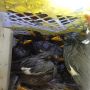 Diduga Selundupkan Burung Cucak Ijo dan Kapas Tembak Tanpa Izin, Dua ABK di Semarang Diringkus Polisi