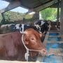 Peternak di Kota Malang 'Lemes', Sapi-sapinya yang Sehat dari PMK Tak Laku