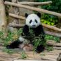 Ingin Hubungan Diplomatik dengan Cina Makin Erat, Bayi Panda Raksasa Ketiga yang Lahir di Malaysia Diberi Nama Sheng Yi