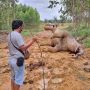 Penemuan Gajah Mati di Hutan Bengkalis, Penyebab Masih Diselidiki