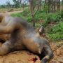 Gajah Betina Hamil Mati di Talang Muandau, Darah Keluar dari Hidung, Mulut dan Telinga