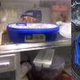 Mau Makan Ice Cream di Kulkas, Pas Dibuka Isinya Ternyata Bumbu Dapur