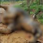 Miris! Gajah Hamil Tua Ditemukan Mati di Kabupaten Bengkalis