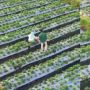 Wisata di Kebun, Warganet Dibuat Kesal dengan Aksi Pengunjung yang Injak Media Tanaman