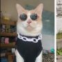Fakta Kucing Pororo yang Viral di TikTok, Hilang Belum Ketemu, Bikin Publik Sedih