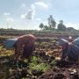 AMTI Beberkan Kondisi Industri Pertembakauan Setelah Adanya Regulasi Baru