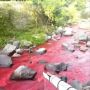 Misterius, Air Sungai Ini Berubah Warna Jadi Merah Darah, Netizen Ikut Cari Tahu Penyebabnya