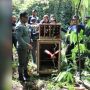Buaya Muara dan Kasuari Gelambir Ganda Dilepas ke Suaka Alam Sungai Nief di Seram Bagian Timur