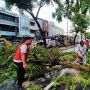 Pohon Tumbang Timpa Mobil di Jalan Gatot Subroto Medan, Arus Lalu Lintas Macet