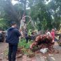 Akibat Angin dan Hujan, Pohon Tanjung di Jalan Latuharhari Tumbang