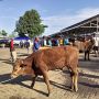 Jeritan Pedagang Ternak di Gunungkidul Usai Dua Pasar Hewan Terbesar Ditutup karena Penyakit Mulut dan Kuku