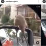 Pengemudi Ini Dibikin Kaget Saat Berkendara, Tiba-tiba Ada Tikus Numpang Nongkrong di Spion Mobilnya