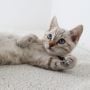 Ilmuwan Identifikasi Kasus Pertama Penularan Covid-19 Dari Kucing ke Manusia