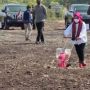 Harga Sepatu Iriana Jokowi saat Bajak Sawah di NTT Bikin Melongo, Belasan Juta?