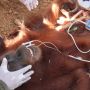 BKSDA Evakuasi Orangutan yang Terjebak di Perkebunan Langkat, Begini Kondisinya