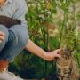 Gejala dan Penyebab Toksoplasma, Benarkah Kucing Jadi Biangnya?