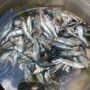 Ribuan Ikan Tamban yang Muncul ke Permukaan di Pantai Melasti Langsung Digoreng Nelayan