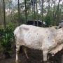 Terdampak Penyakit Mulut dan Kuku, 15 Ekor Anak Sapi Mati