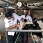 Pemerintah Diminta Percepat Distribusi Vaksin Cegah Meluasnya Wabah PMK Jelang Idul Adha