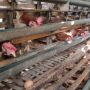 Harga Telur Ayam Meroket, Peternak Mengaku Pasrah: Pakan Ayam Naik!